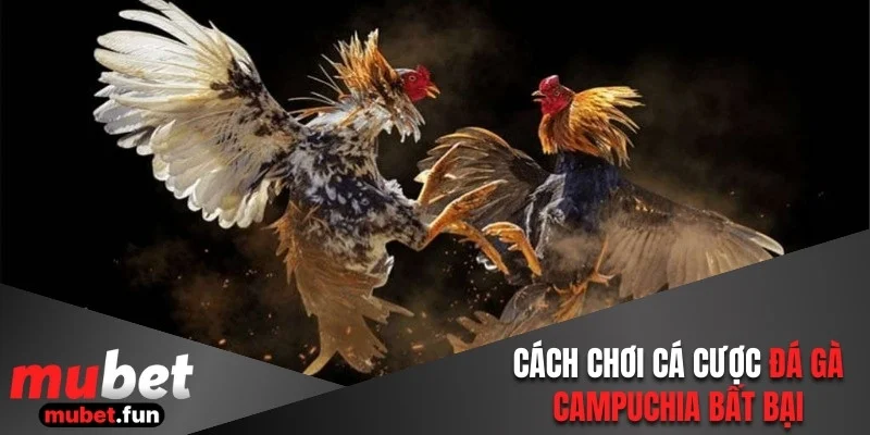 Đá gà Campuchia